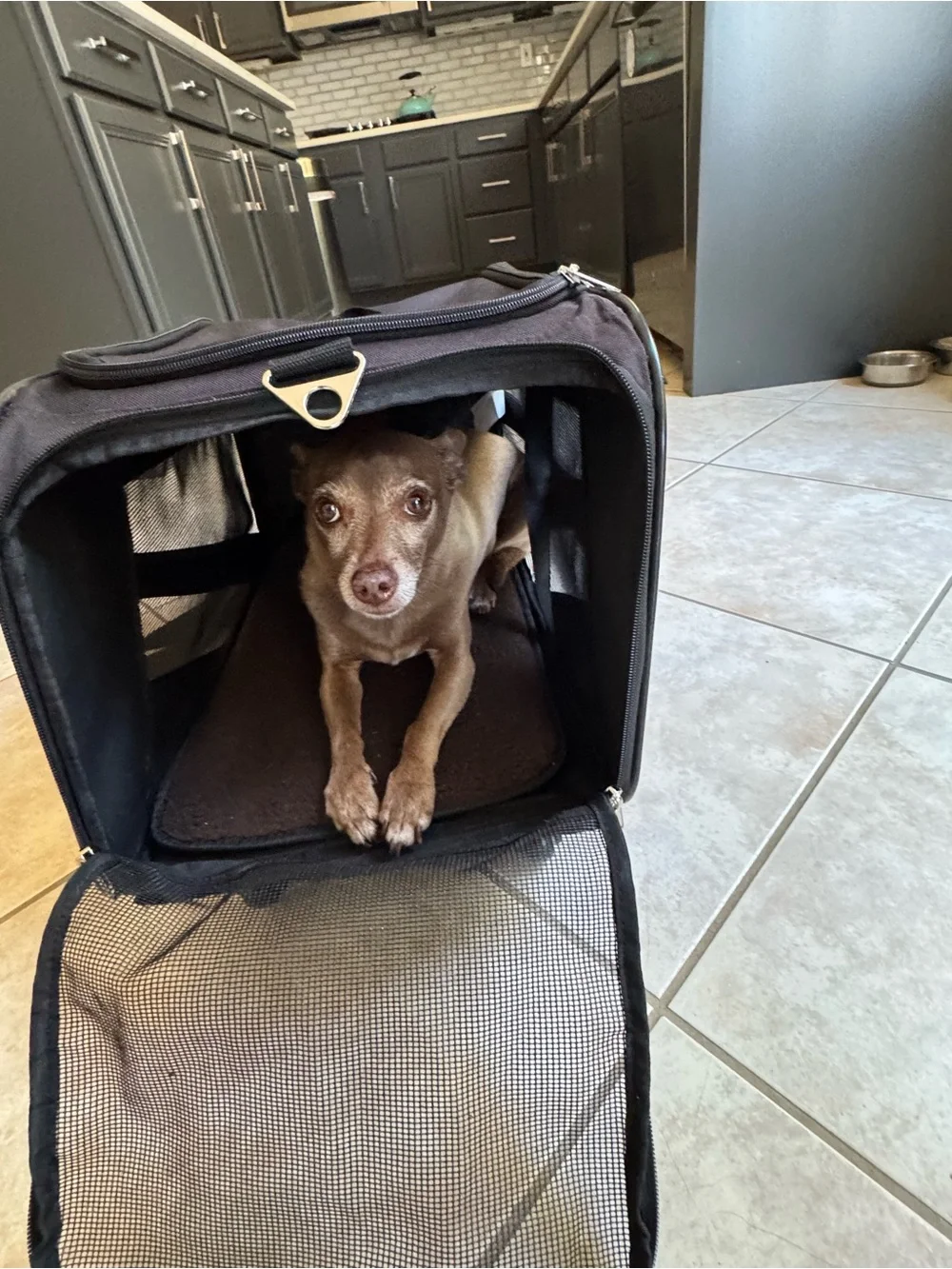 Medium Rolling Pet Carrier and Cart – Black